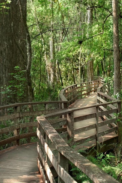 Corkscrew Swamp Sanctuary Boardwalk