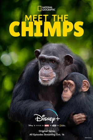 Meet The Chimps